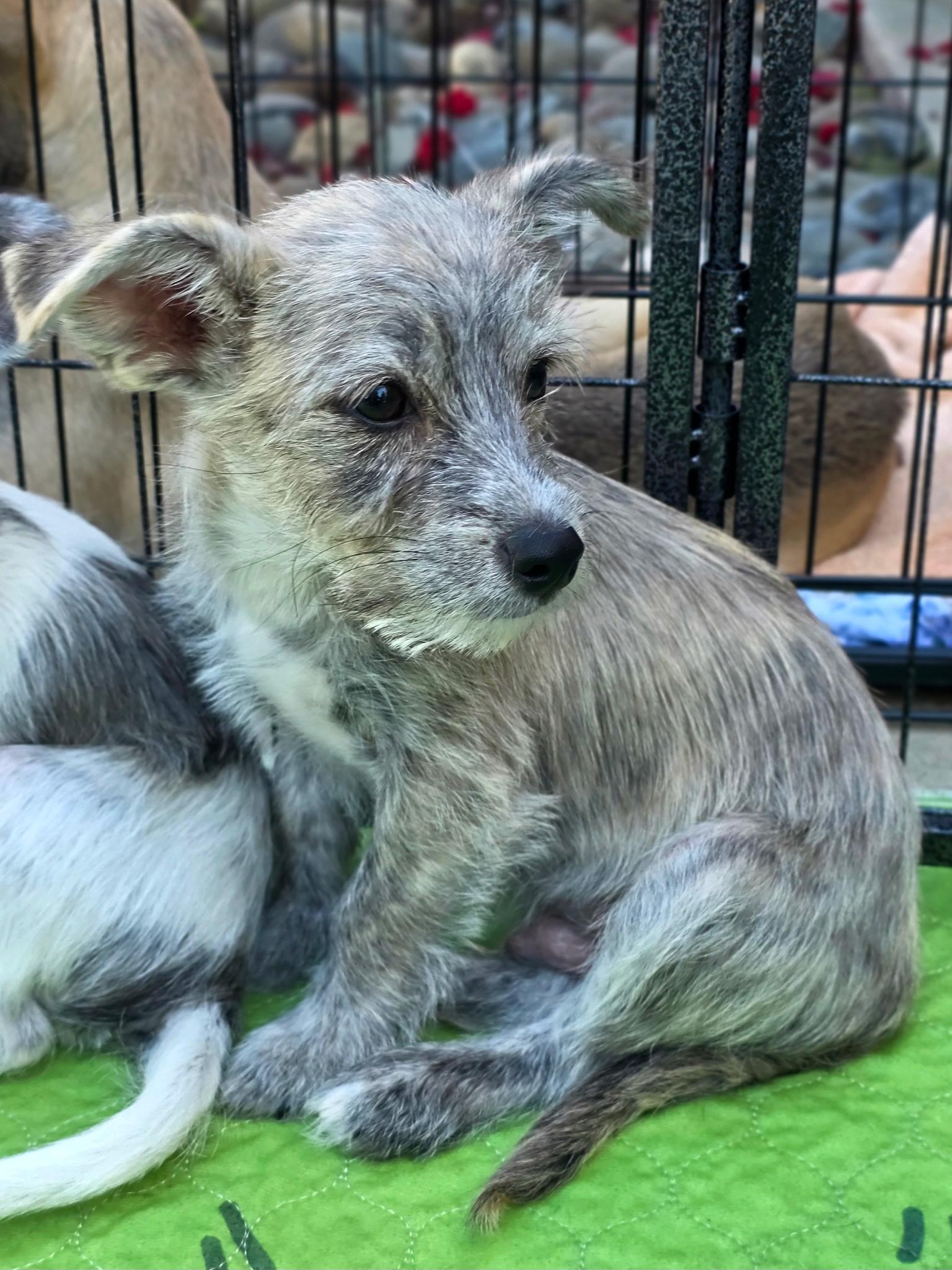 Archie, an adopted mixed breed in Penryn, CA image 3/3
