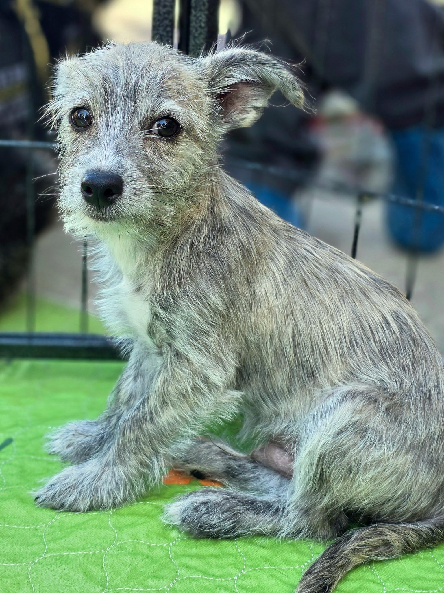 Archie, an adopted mixed breed in Penryn, CA image 1/3