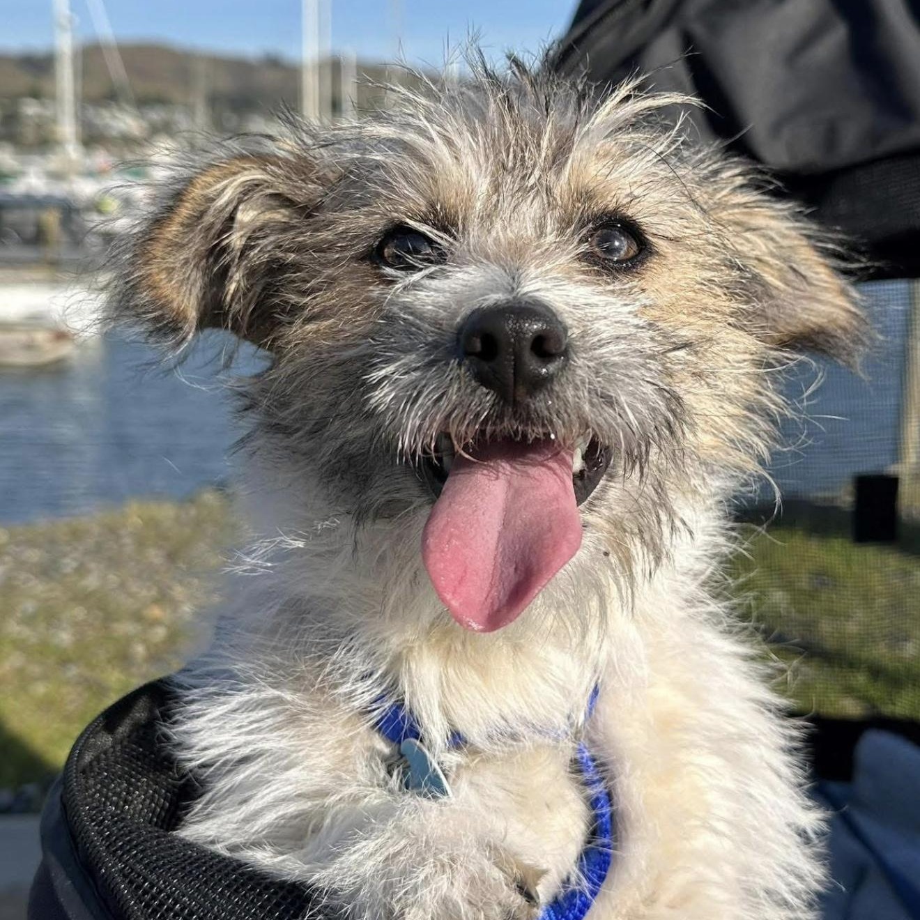 Enlarge Ava, a Adoptable mixed breed in Santa Rosa, CA image 1/1