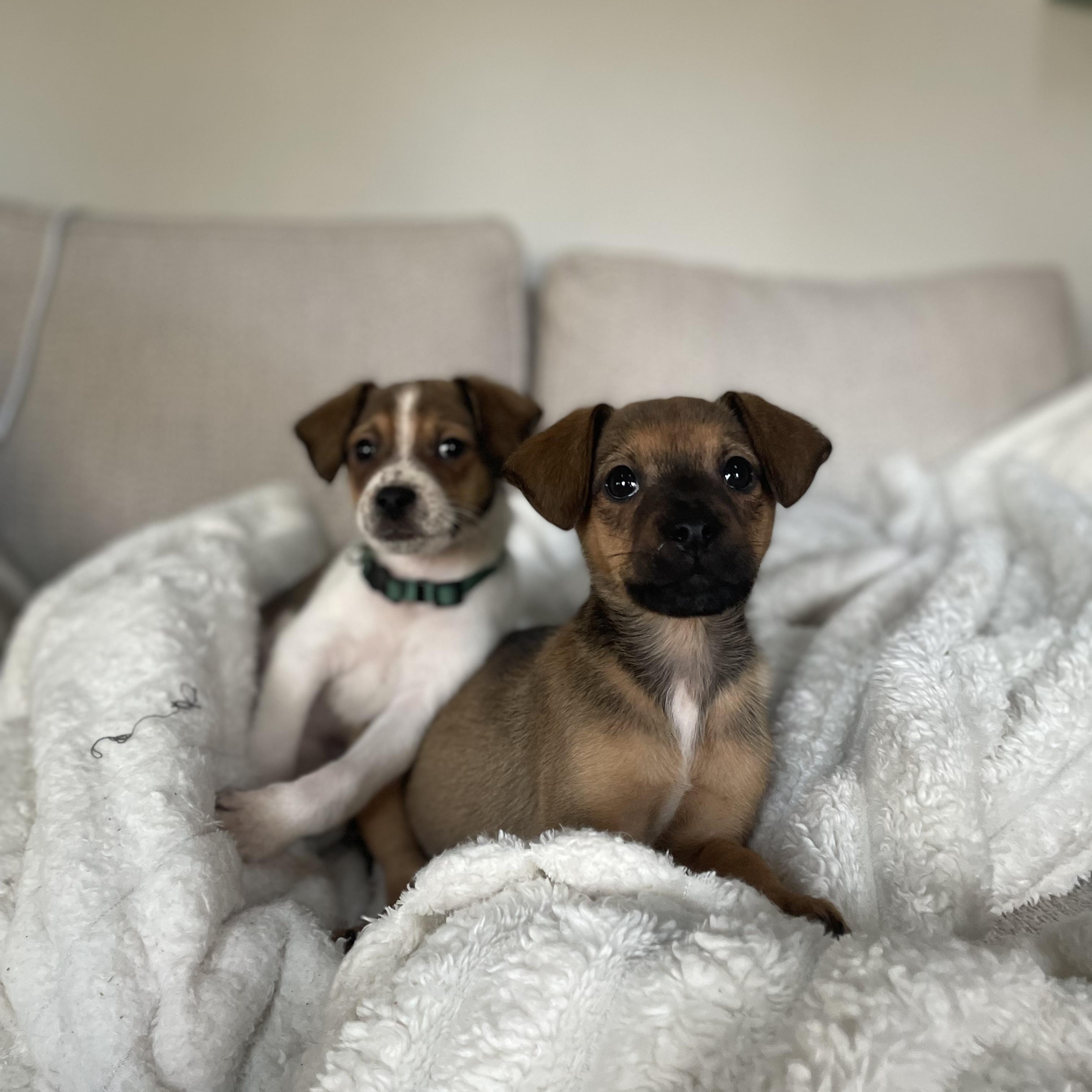 Enlarge Gymshark, a Adoptable mixed breed in Rock Hill, SC image 6/6