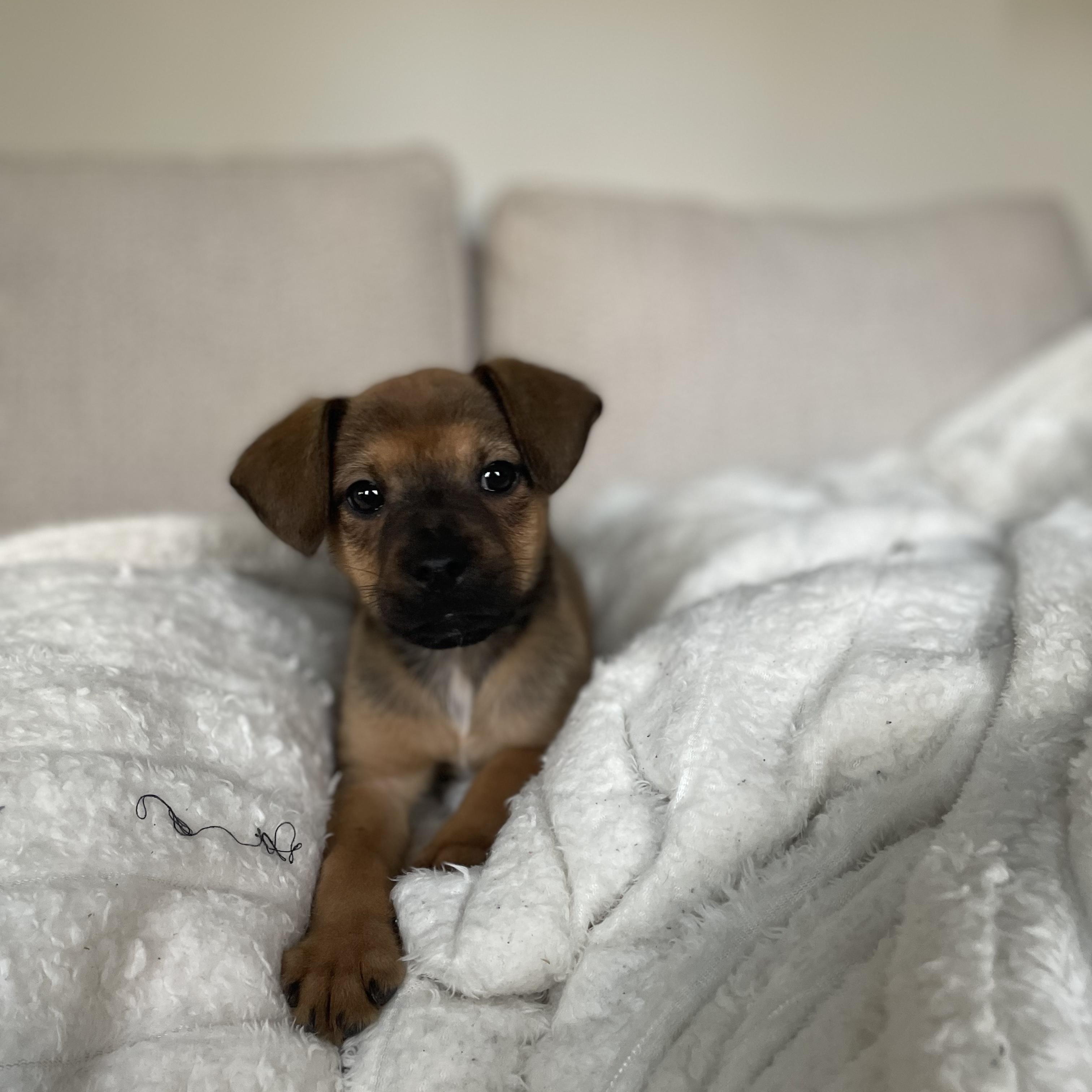 Enlarge Gymshark, a Adoptable mixed breed in Rock Hill, SC image 3/6