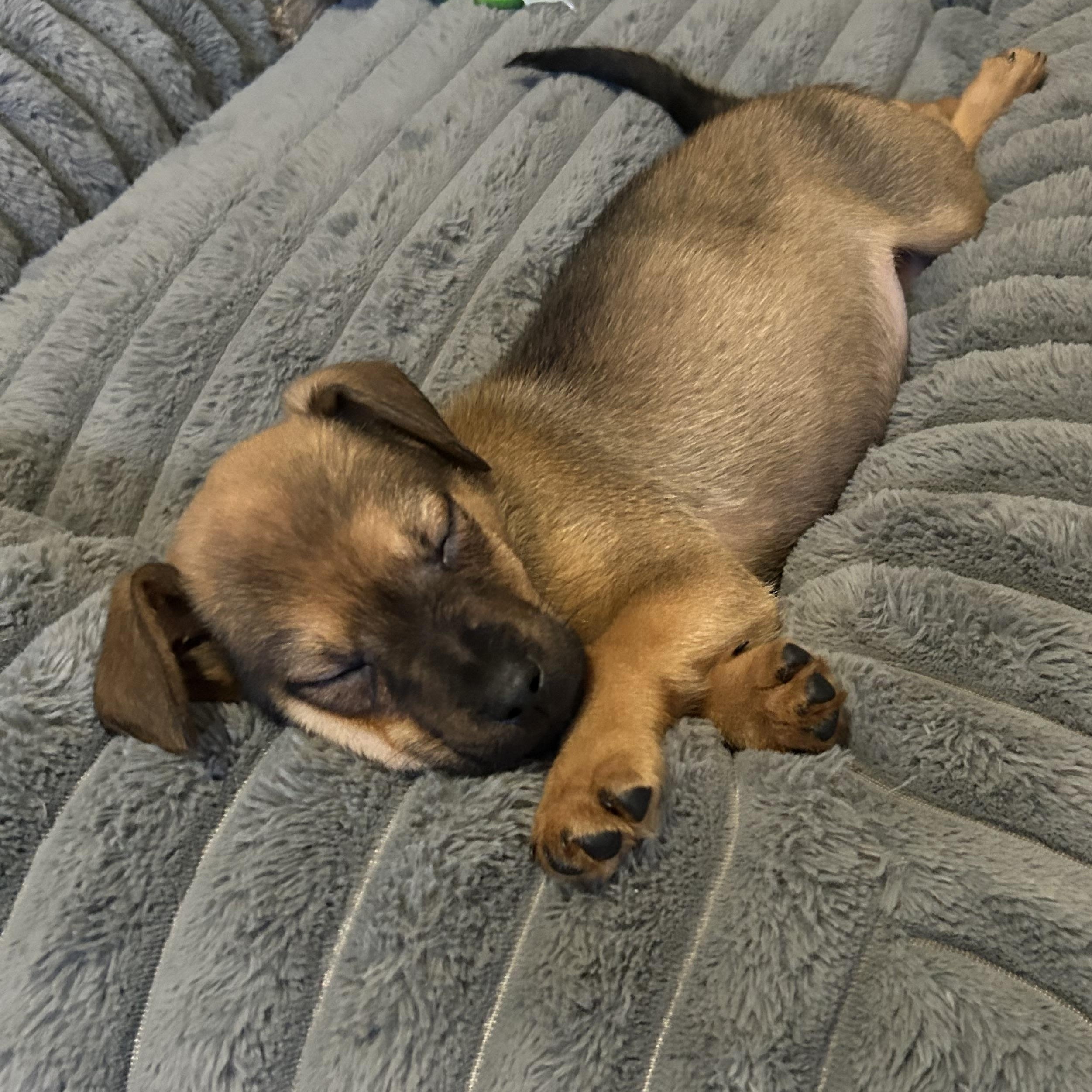 Enlarge Gymshark, a Adoptable mixed breed in Rock Hill, SC image 5/6