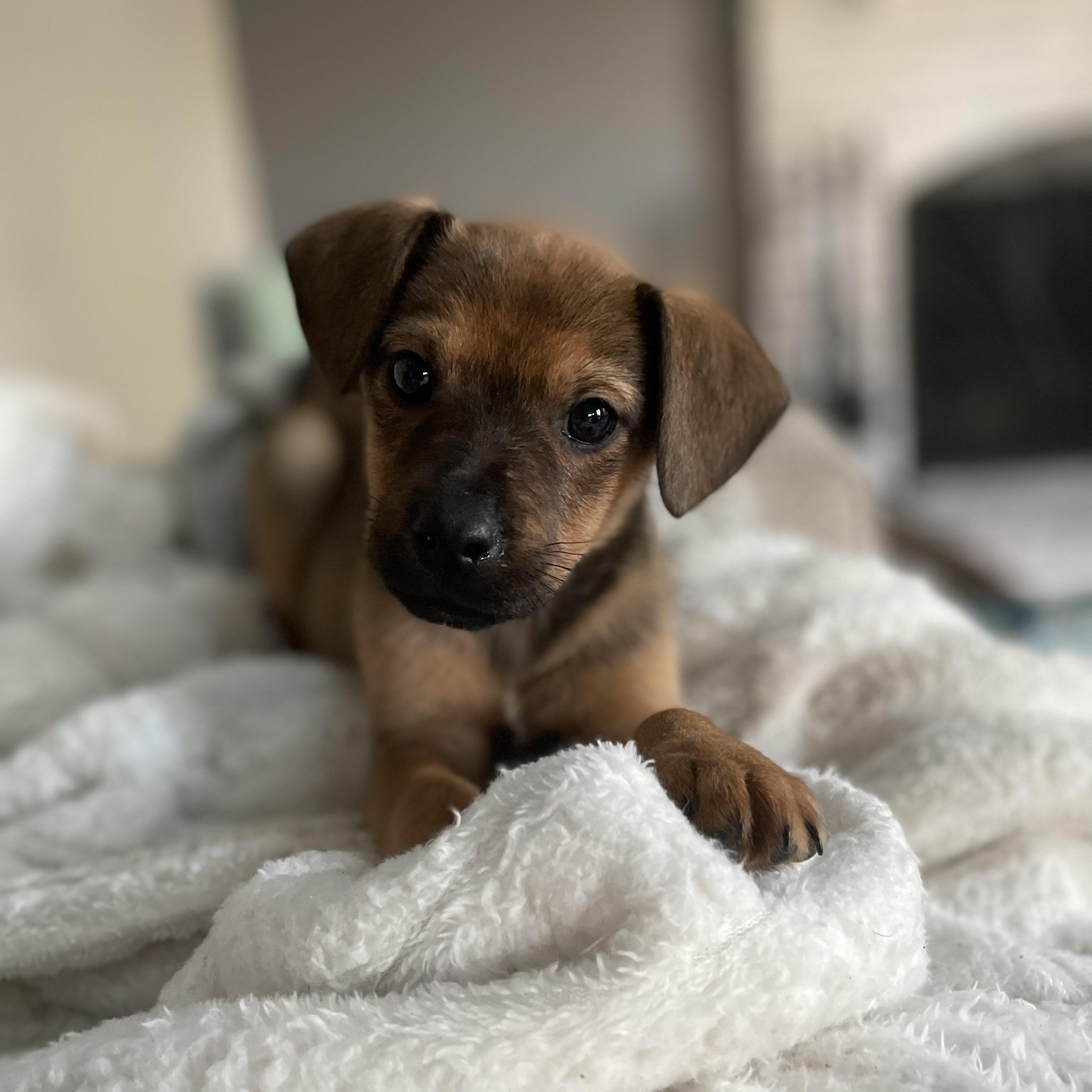 Enlarge Gymshark, a Adoptable mixed breed in Rock Hill, SC image 1/6