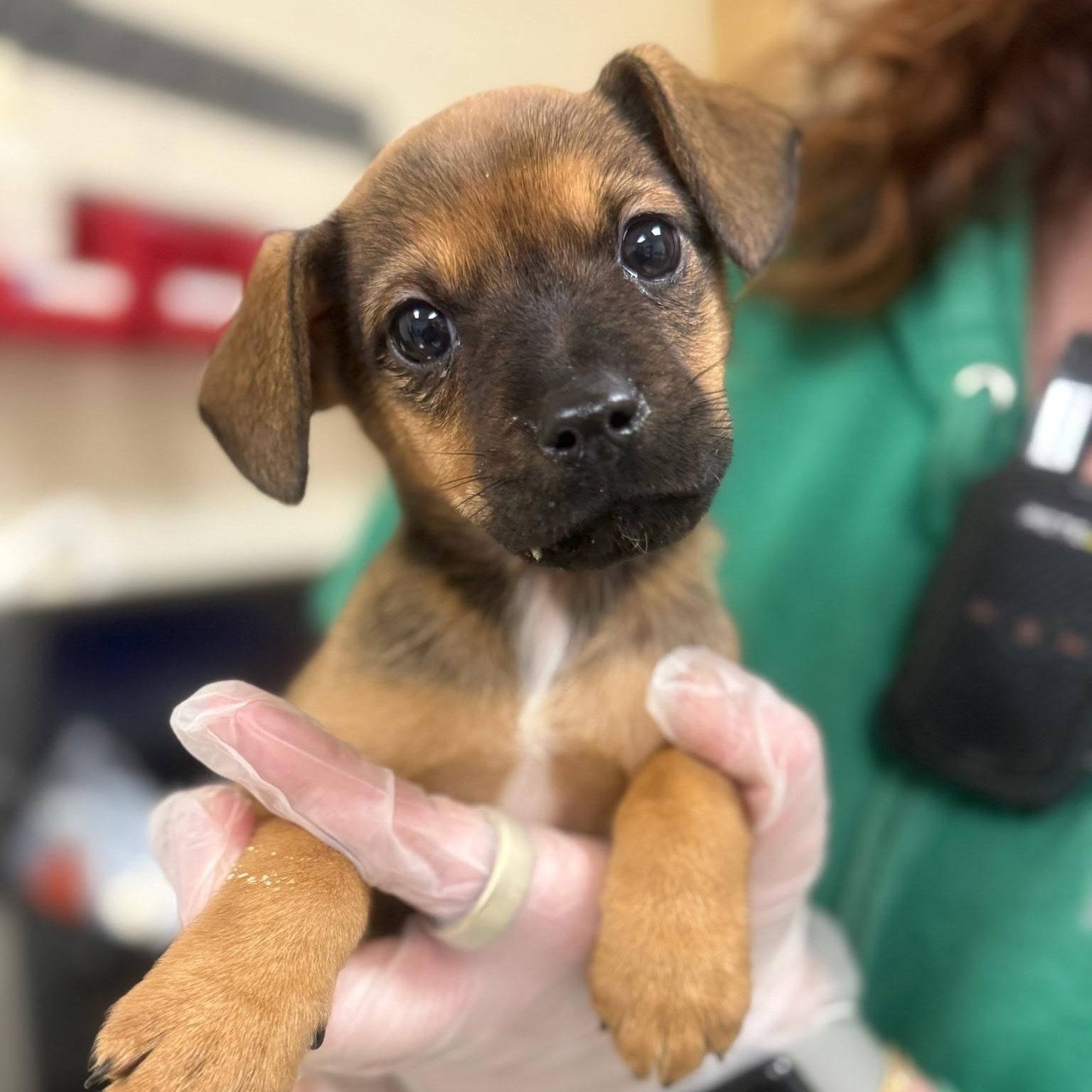 Enlarge Gymshark, a Adoptable mixed breed in Rock Hill, SC image 4/6