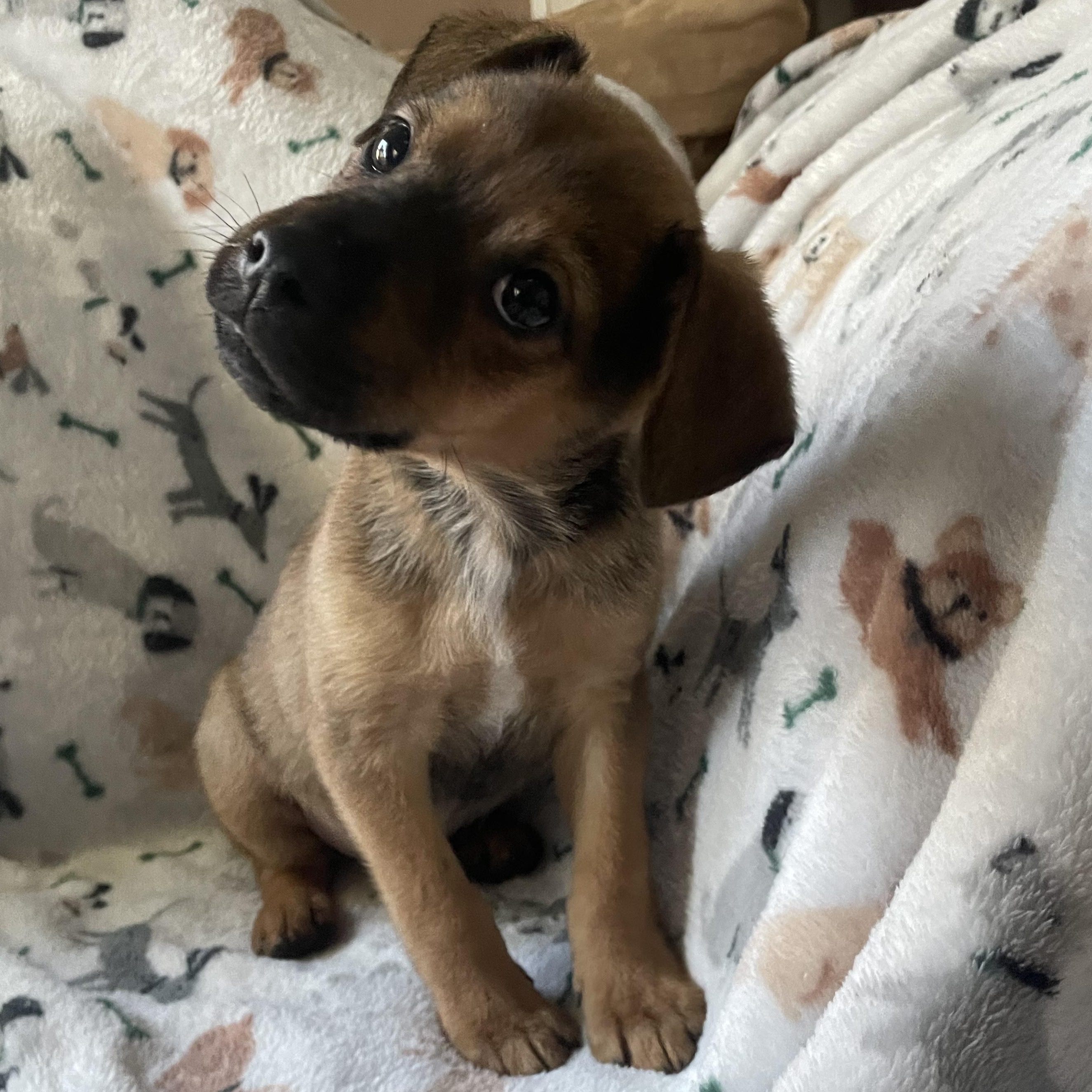 Enlarge Gymshark, a Adoptable mixed breed in Rock Hill, SC image 2/6