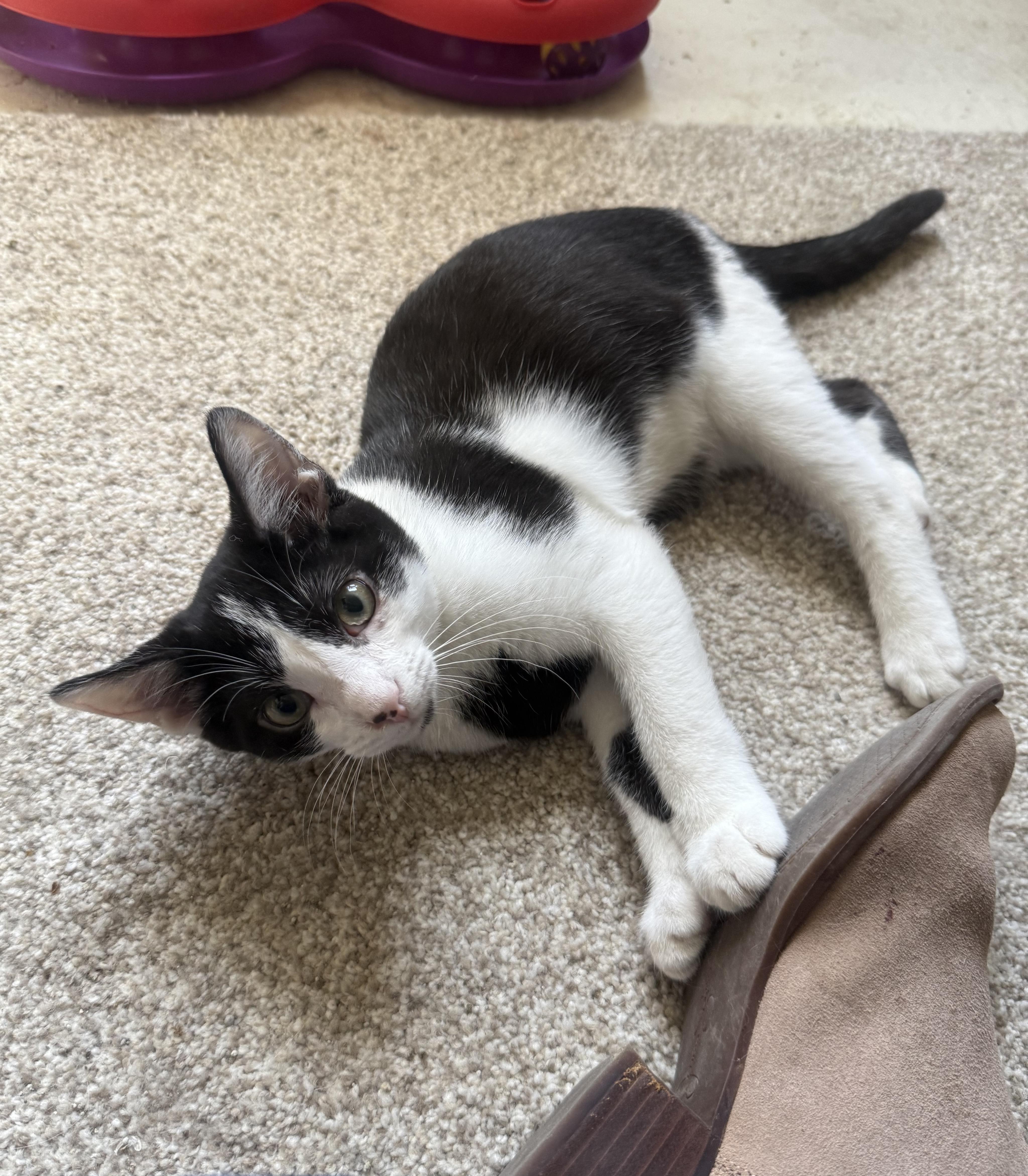 Potter, a Adoptable Domestic Short Hair in Pickerington, OH image 5/6