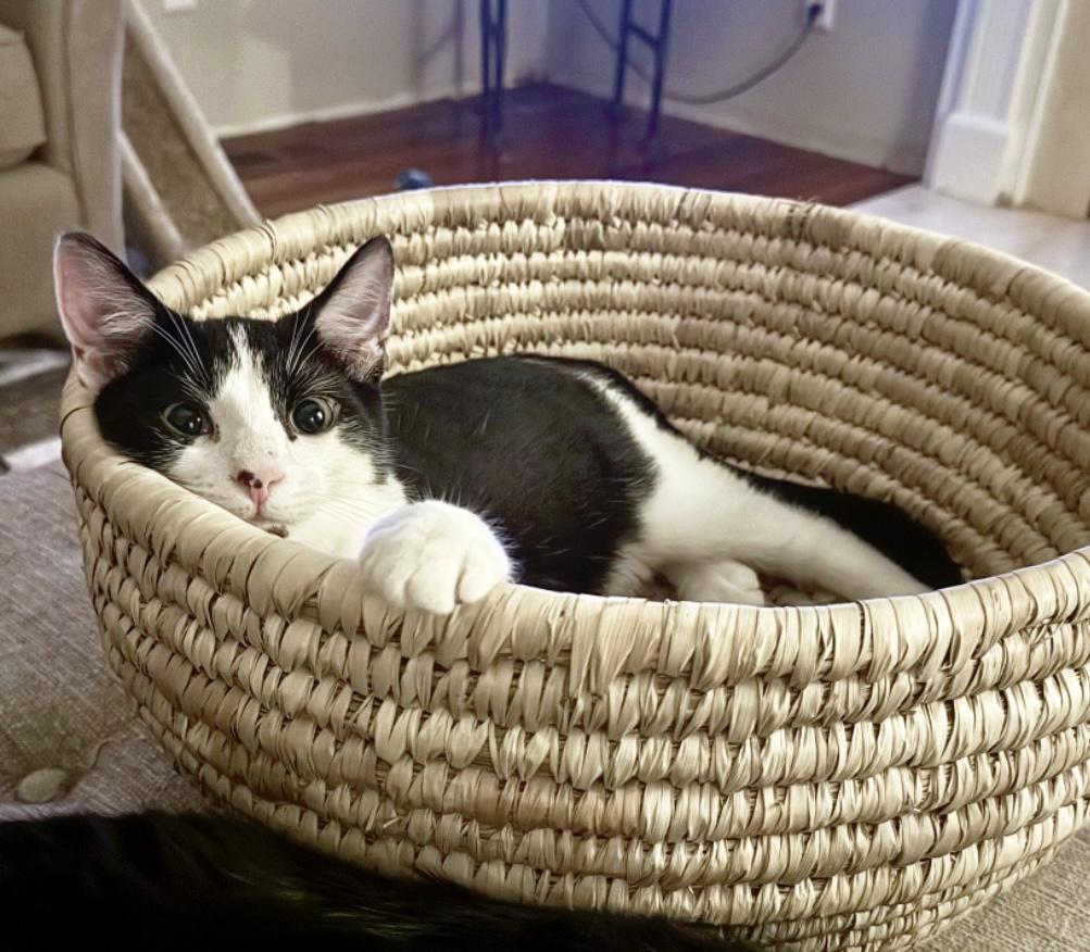 Potter, Adoptable, Kitten Male Domestic Short Hair.