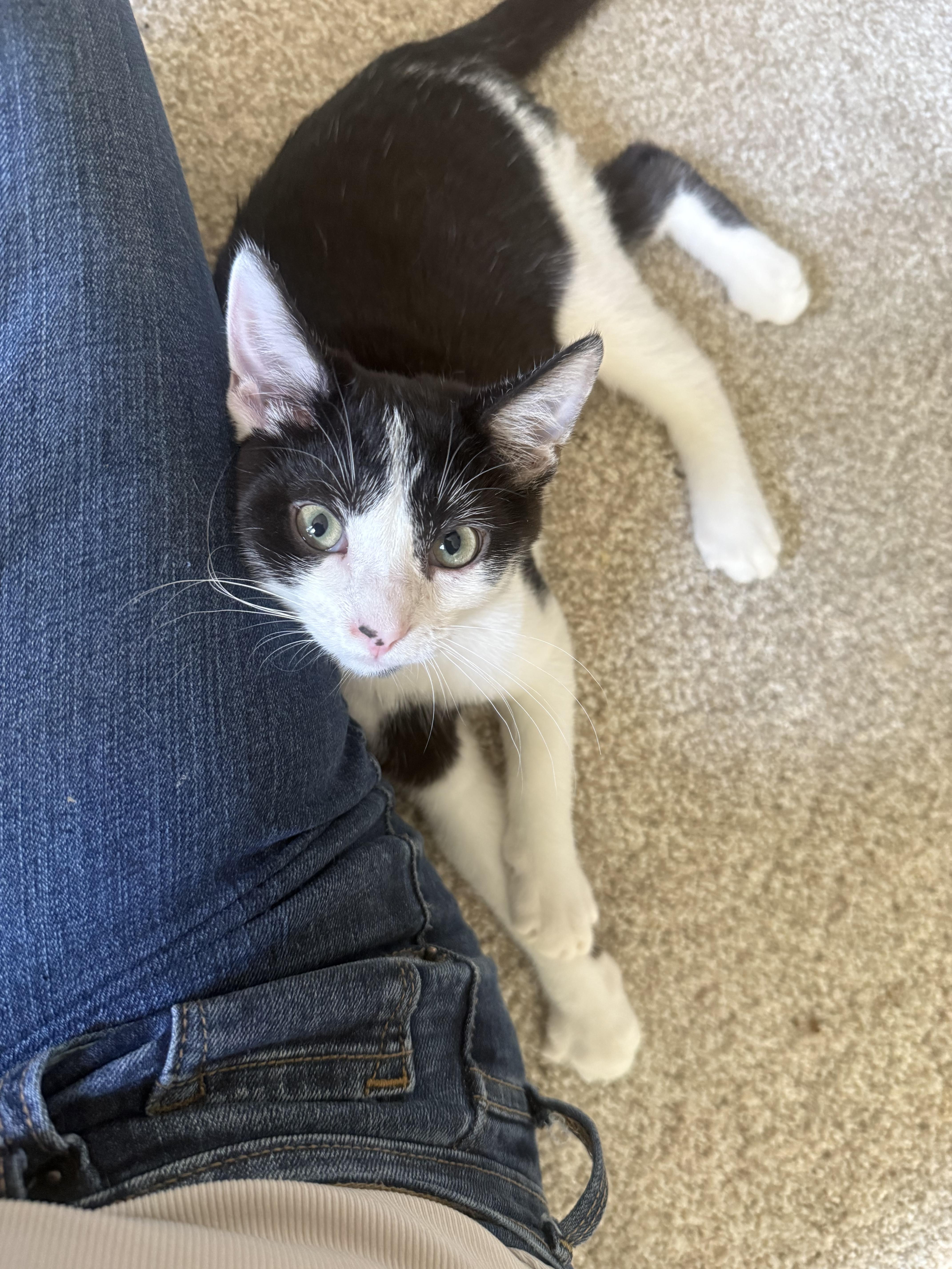 Potter, a Adoptable Domestic Short Hair in Pickerington, OH image 6/6