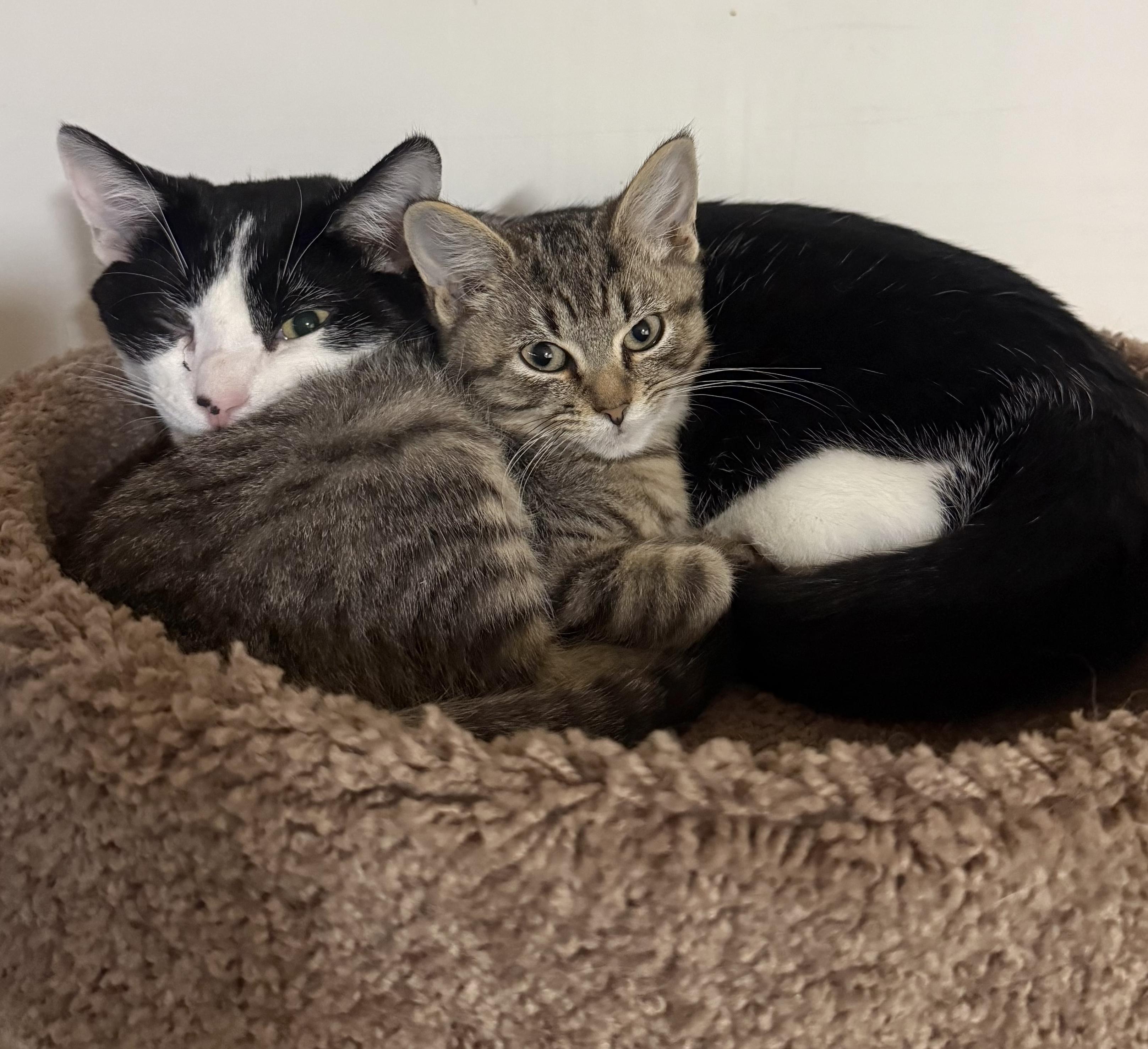 Potter, a Adoptable Domestic Short Hair in Pickerington, OH image 2/6