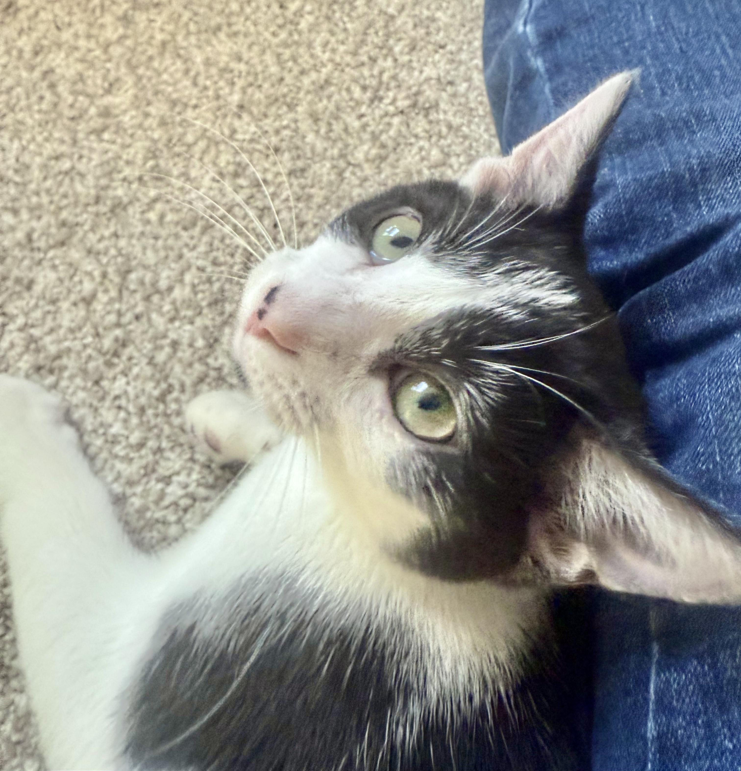 Potter, a Adoptable Domestic Short Hair in Pickerington, OH image 4/6