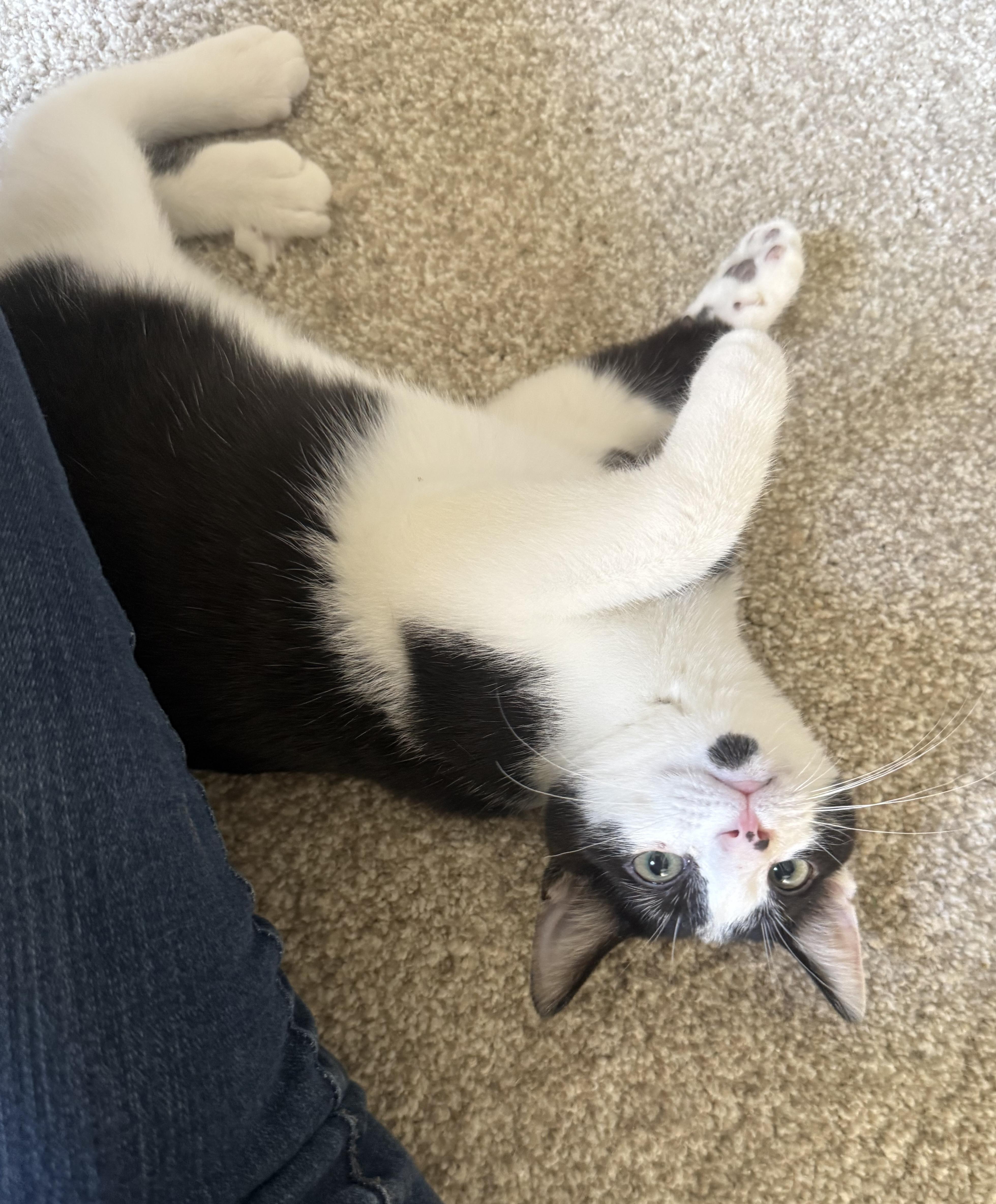 Potter, a Adoptable Domestic Short Hair in Pickerington, OH image 3/6