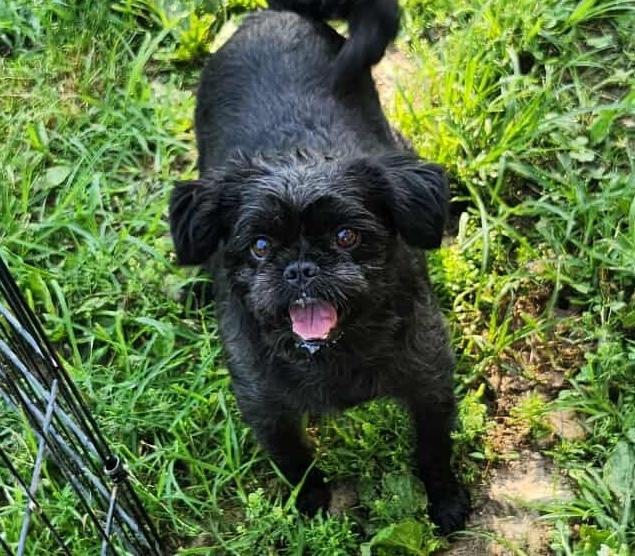 Holly, an adoptable Affenpinscher in Peyton, CO, 80831 | Photo Image 5