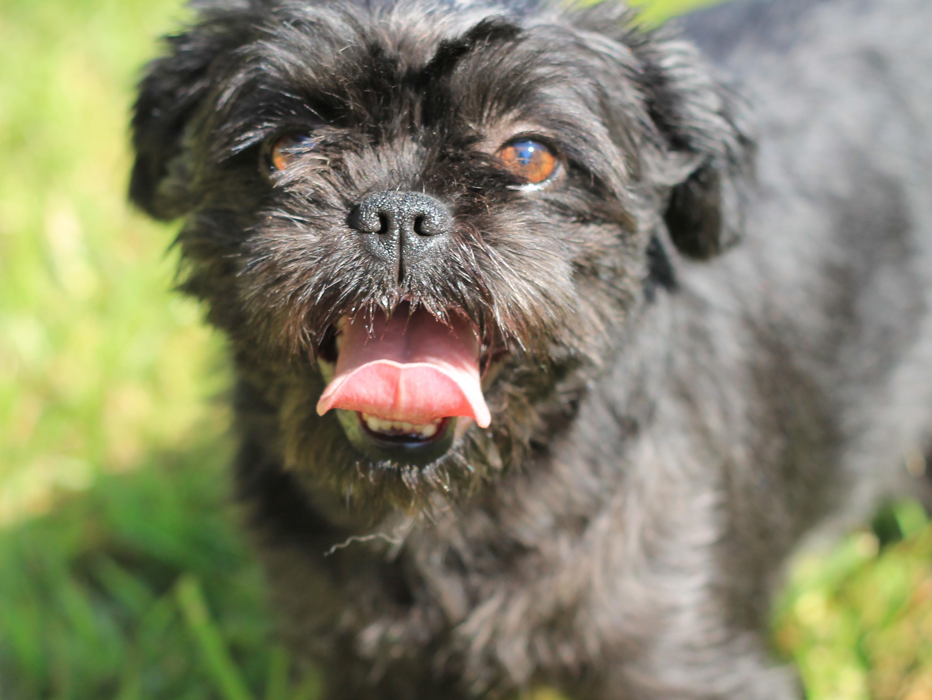 Holly, an adoptable Affenpinscher in Peyton, CO, 80831 | Photo Image 4