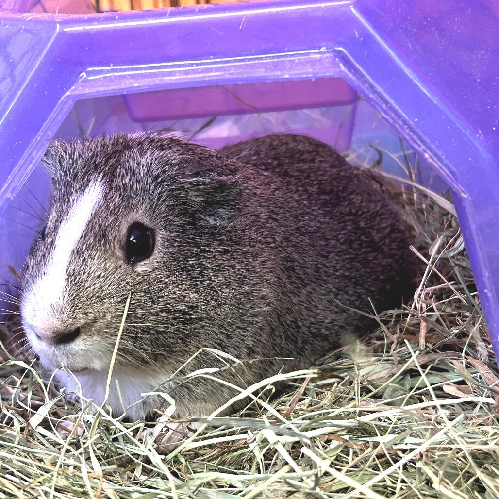 Rio, Adoptable, Young Male Guinea Pig.