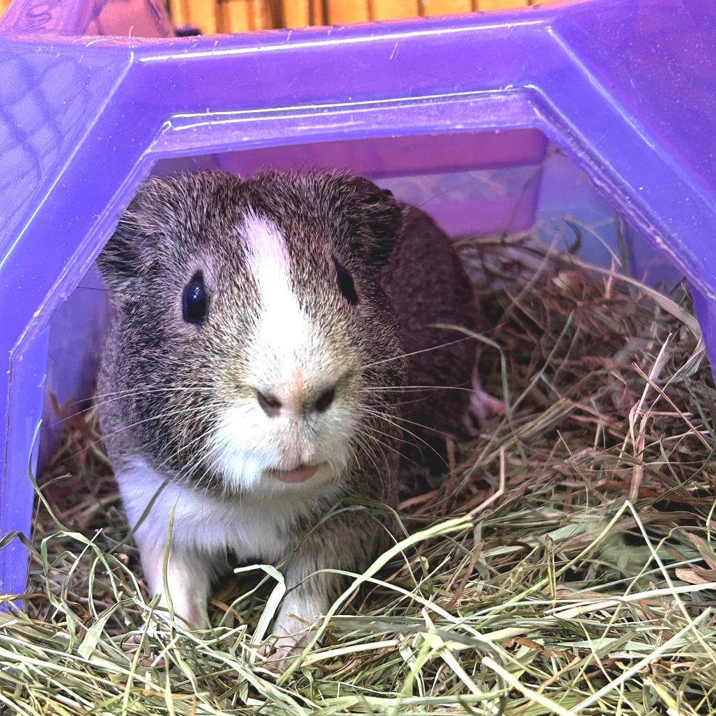Enlarge Rio, a Adoptable Guinea Pig in Brockton, MA image 2/3