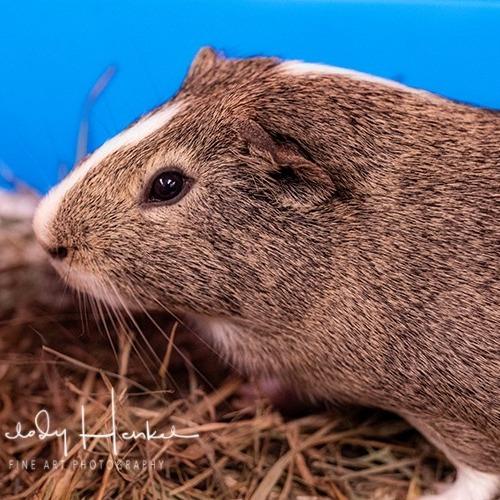 Rio, Adoptable, Young Male Guinea Pig.