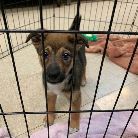 Enlarge Emma, an adopted mixed breed in Fair Oaks Ranch, TX image 4/5