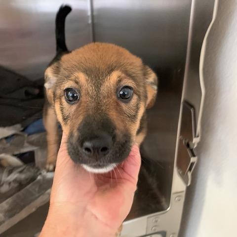 Emma, adopted, Puppy Female Shepherd & Terrier.