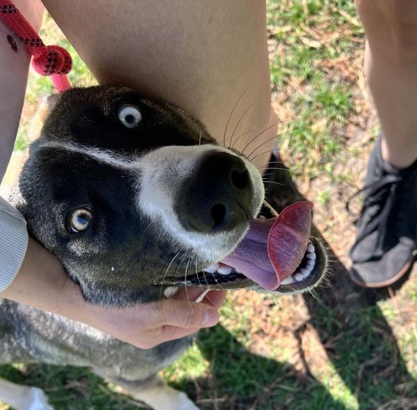 Hoonch, Adoptable, Young Female Siberian Husky & Shepherd.