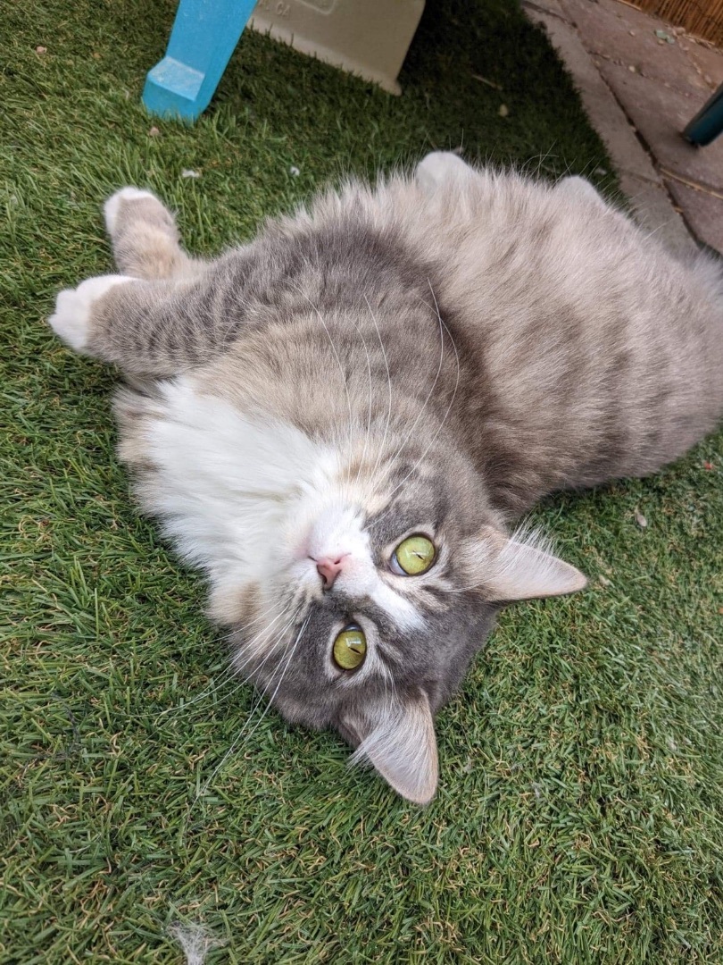 Enlarge Heidi, a Adoptable mixed breed in St. George, UT image 2/6