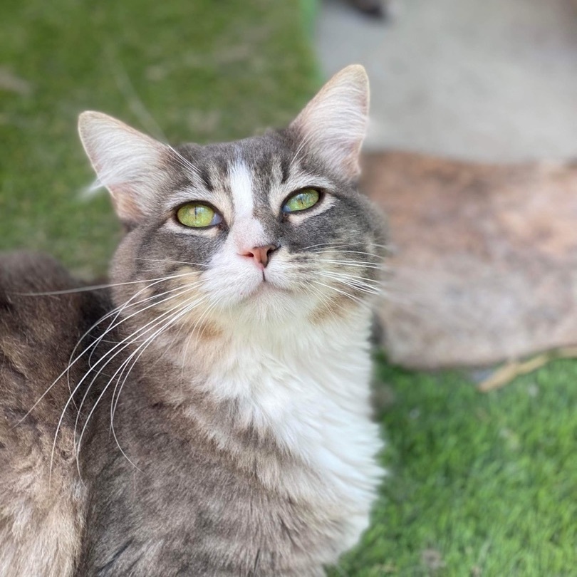 Enlarge Heidi, a Adoptable mixed breed in St. George, UT image 3/6