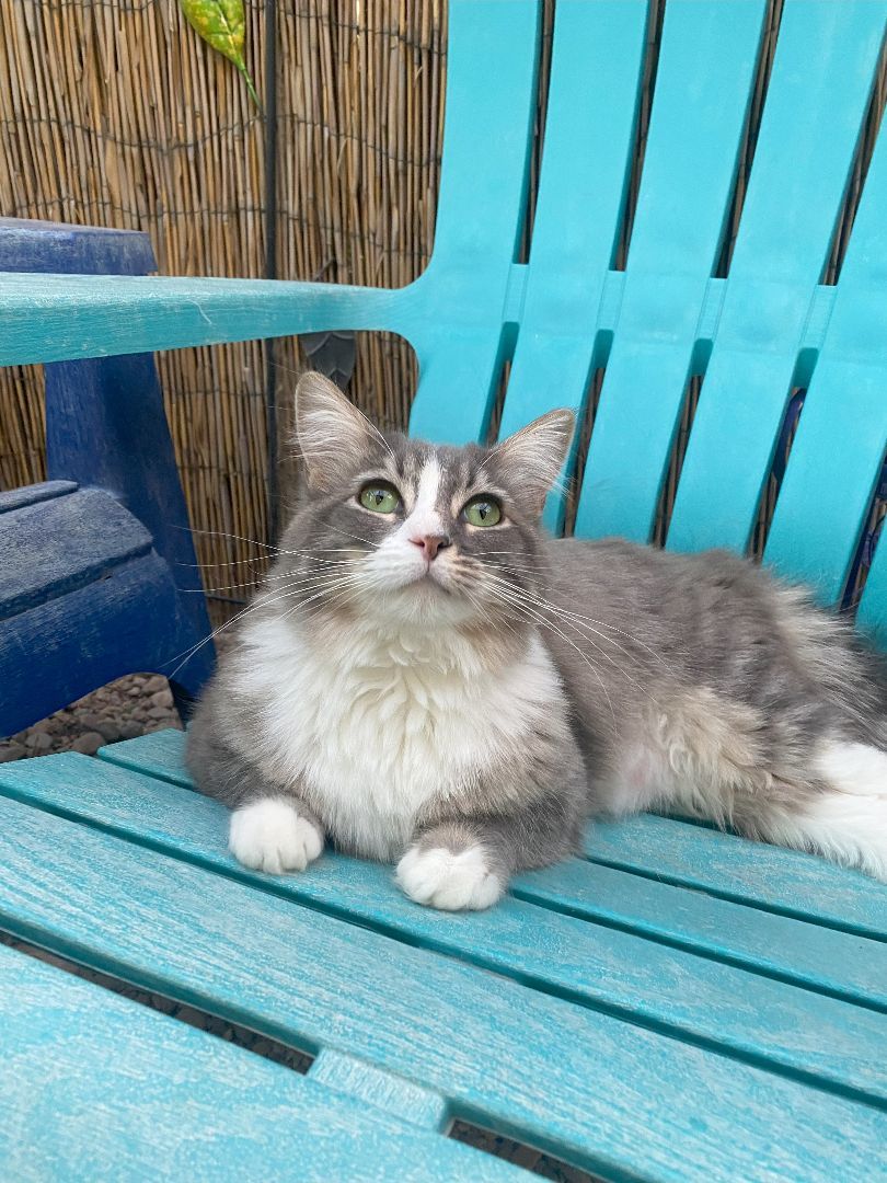 Enlarge Heidi, a Adoptable mixed breed in St. George, UT image 4/6