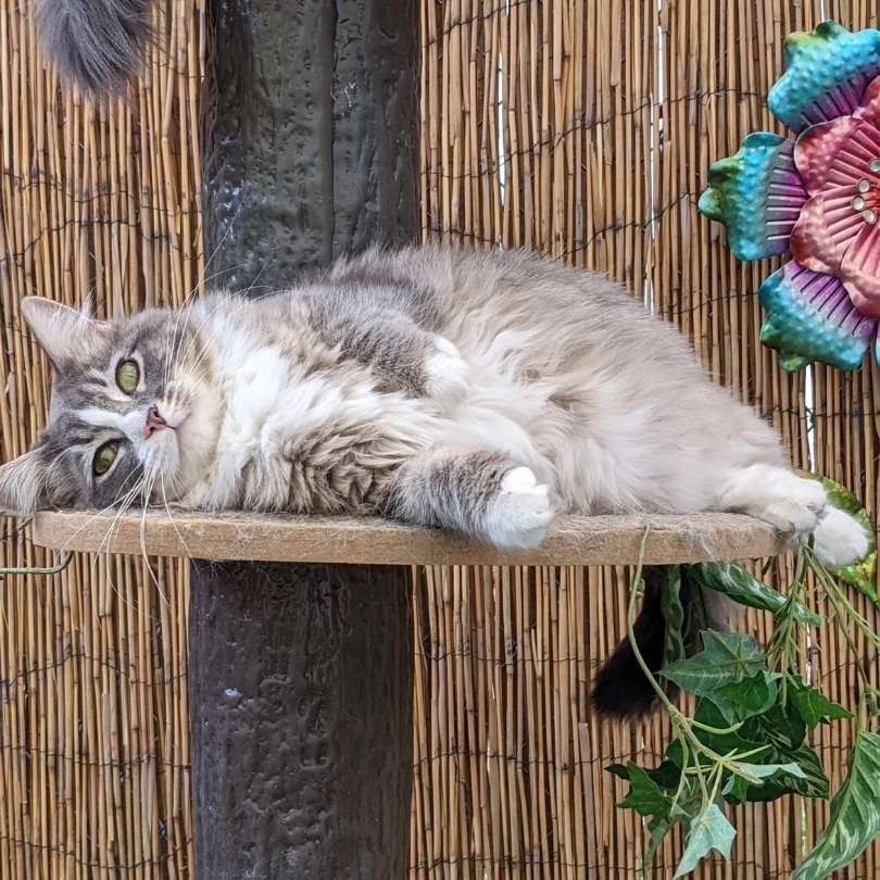 Enlarge Heidi, a Adoptable mixed breed in St. George, UT image 5/6