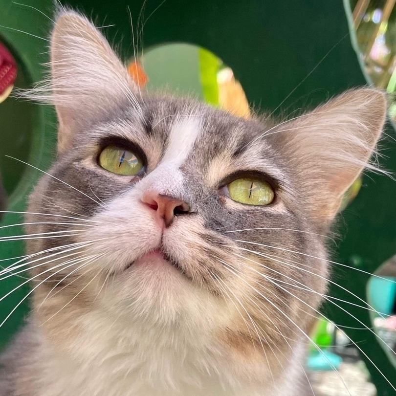 Enlarge Heidi, a Adoptable mixed breed in St. George, UT image 6/6