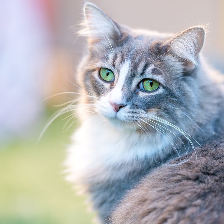 Enlarge Heidi, a Adoptable mixed breed in St. George, UT image 1/6