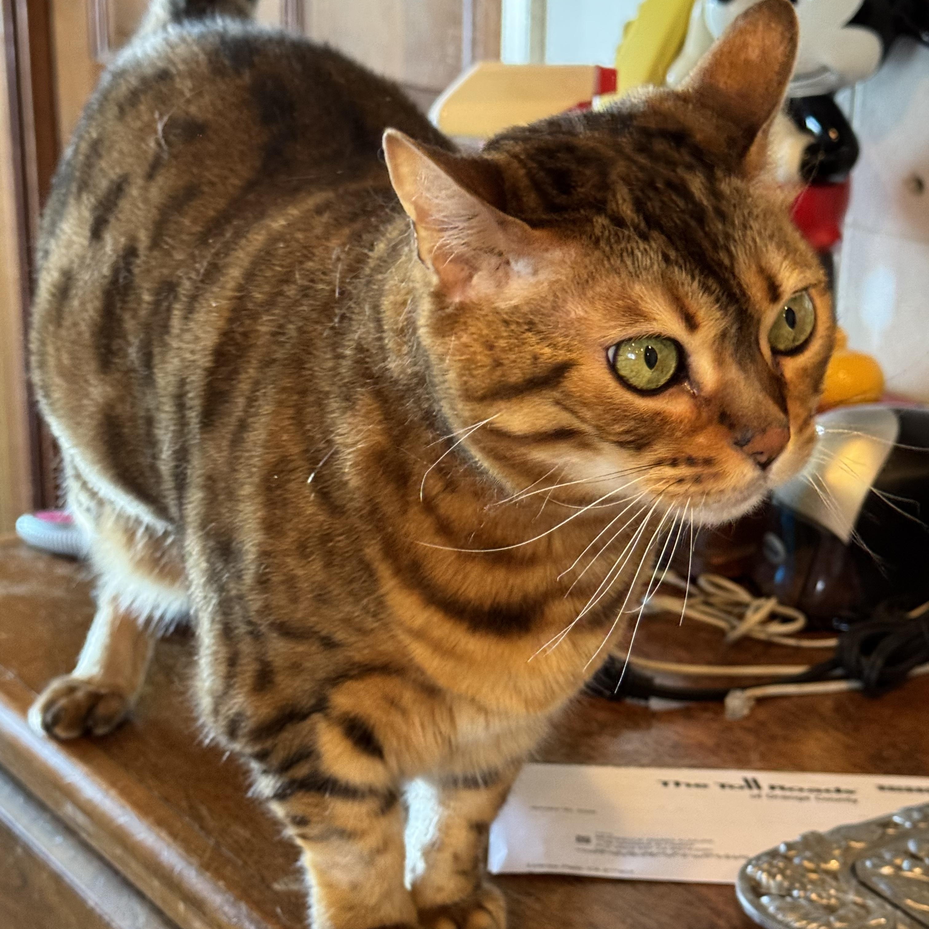 Enlarge Norah, a Adoptable Bengal in San Juan Capistrano, CA image 3/3