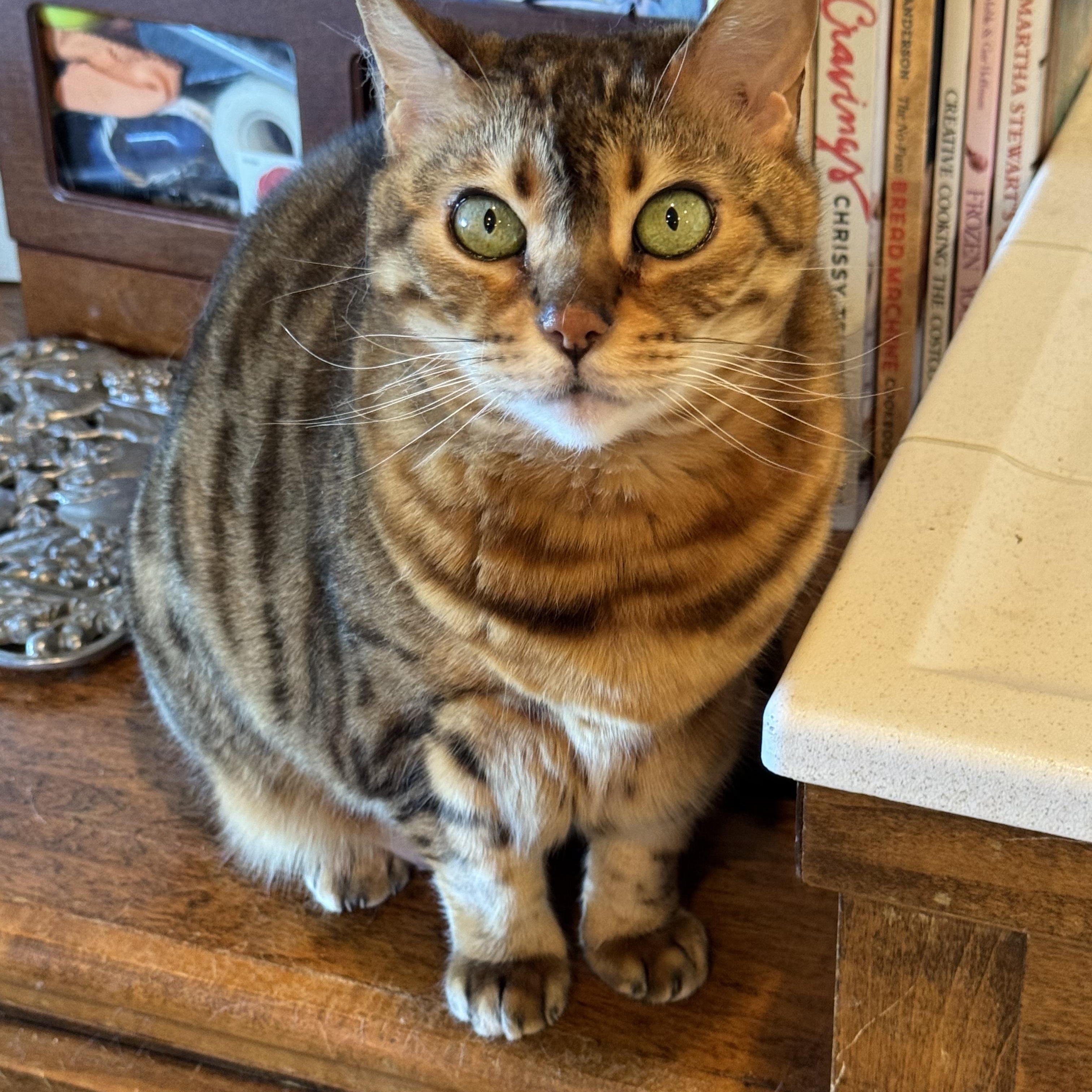 Enlarge Norah, a Adoptable Bengal in San Juan Capistrano, CA image 1/3