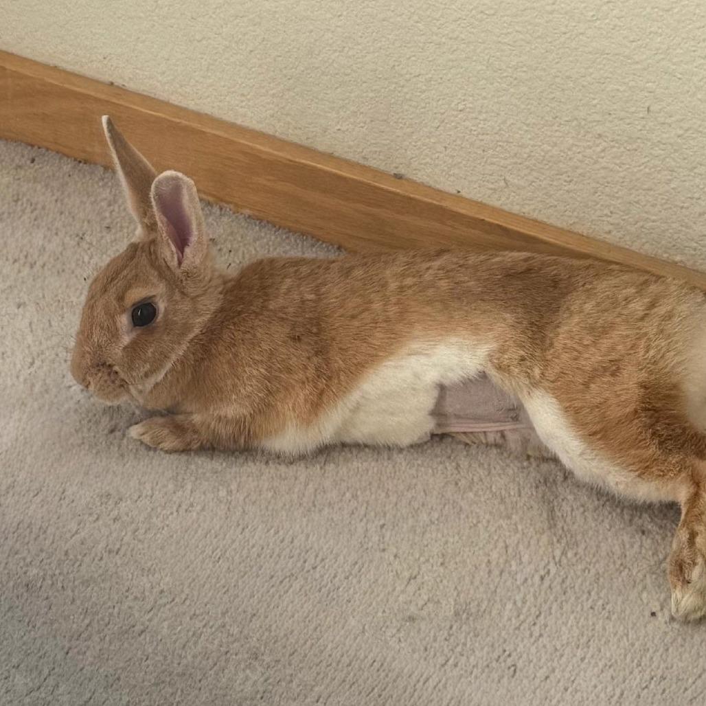 Enlarge Felicity, a Adoptable Bunny Rabbit in Richmond, CA image 1/6