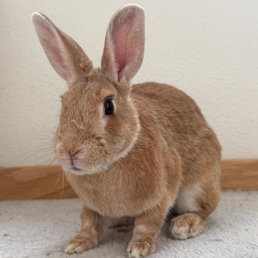 Felicity, a Adoptable Bunny Rabbit in Richmond, CA image 1/6