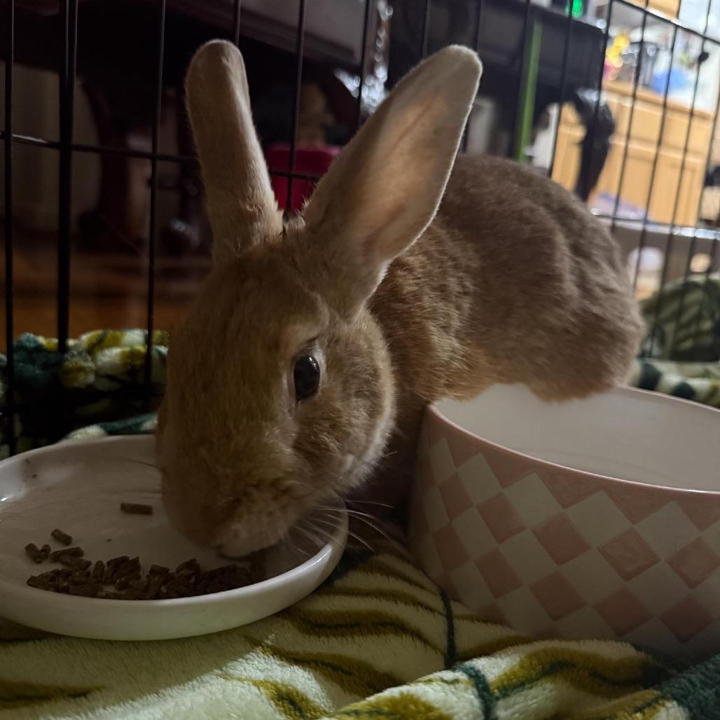 Enlarge Felicity, a Adoptable Bunny Rabbit in Richmond, CA image 3/6