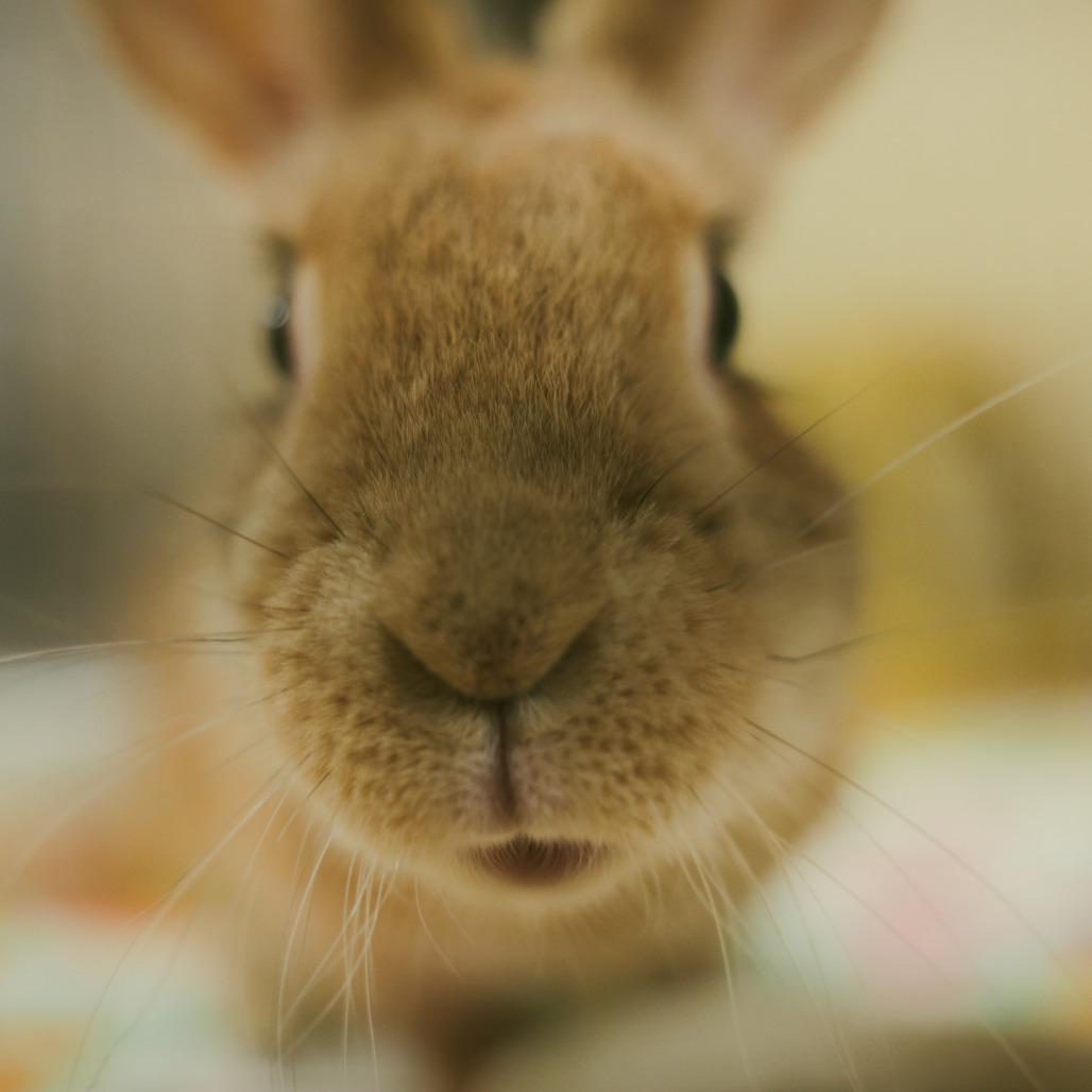 Felicity, a Adoptable Bunny Rabbit in Richmond, CA image 3/6