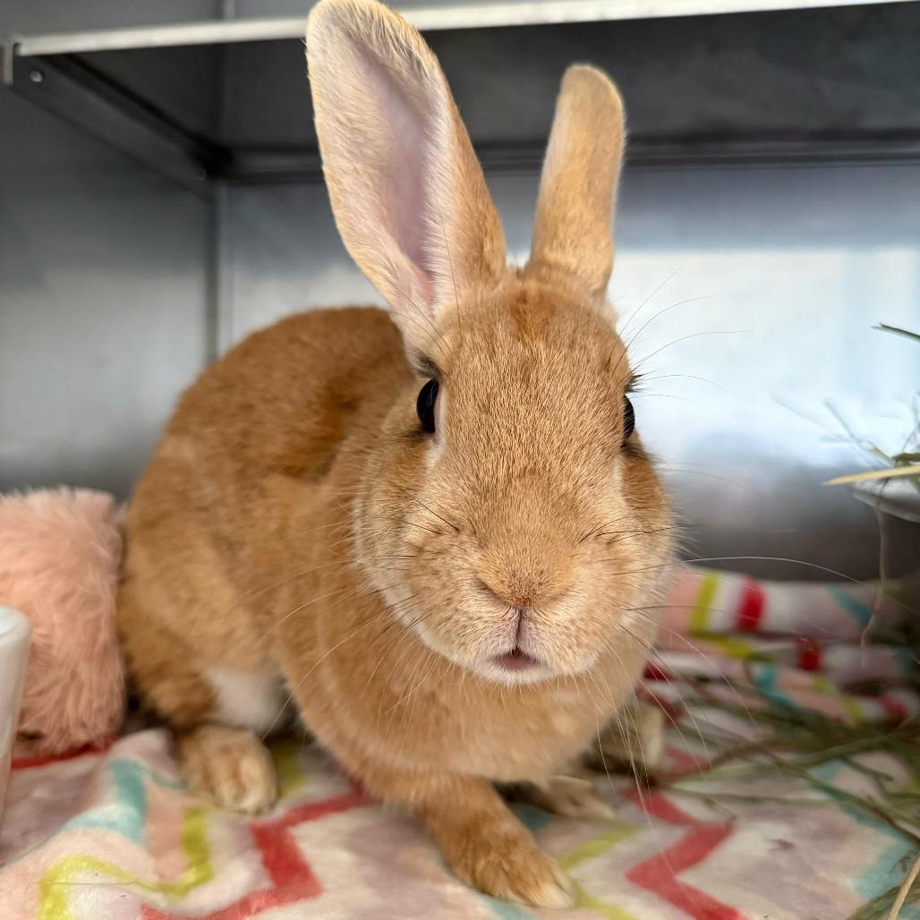 Felicity, a Adoptable Bunny Rabbit in Richmond, CA image 4/6
