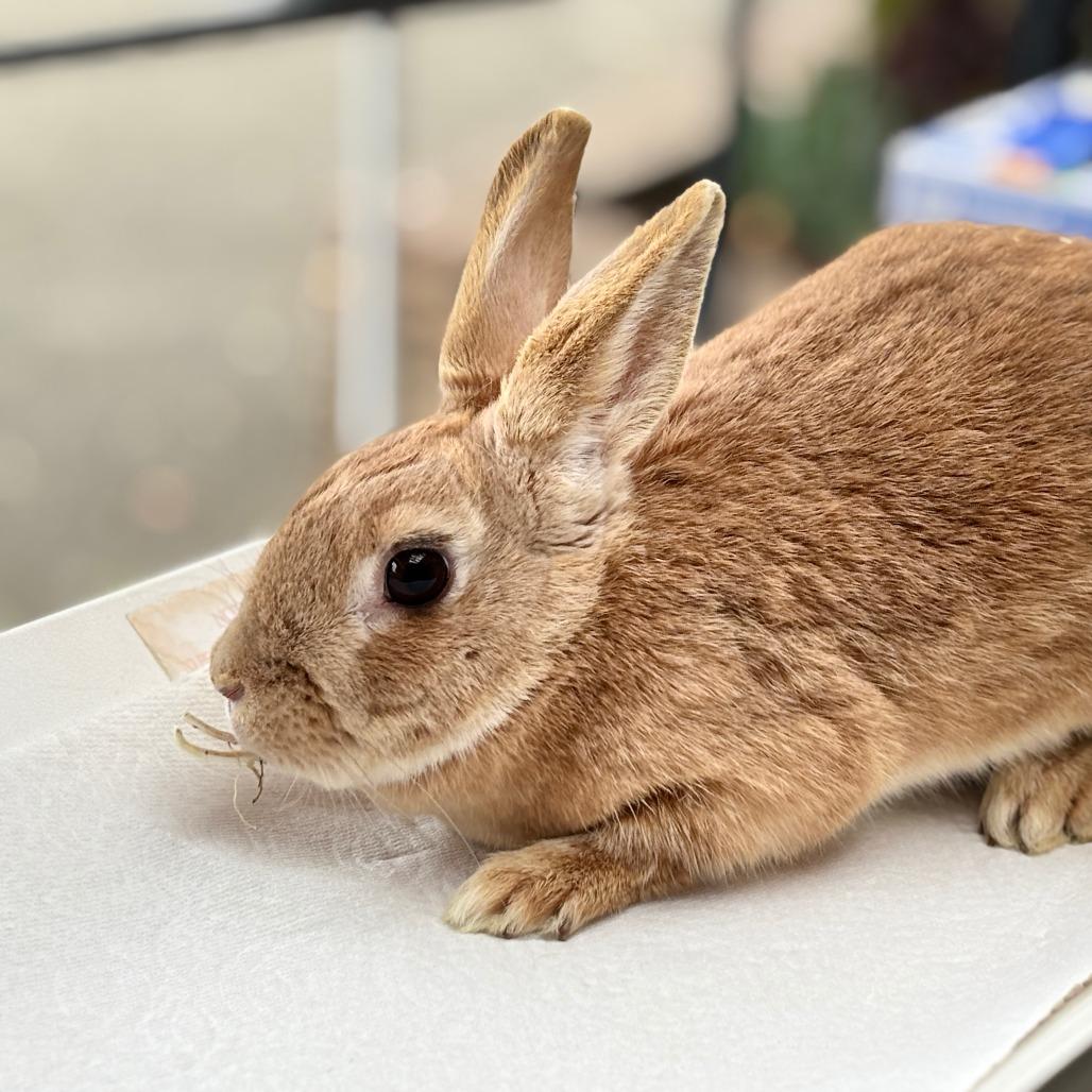 Felicity, a Adoptable Bunny Rabbit in Richmond, CA image 5/6