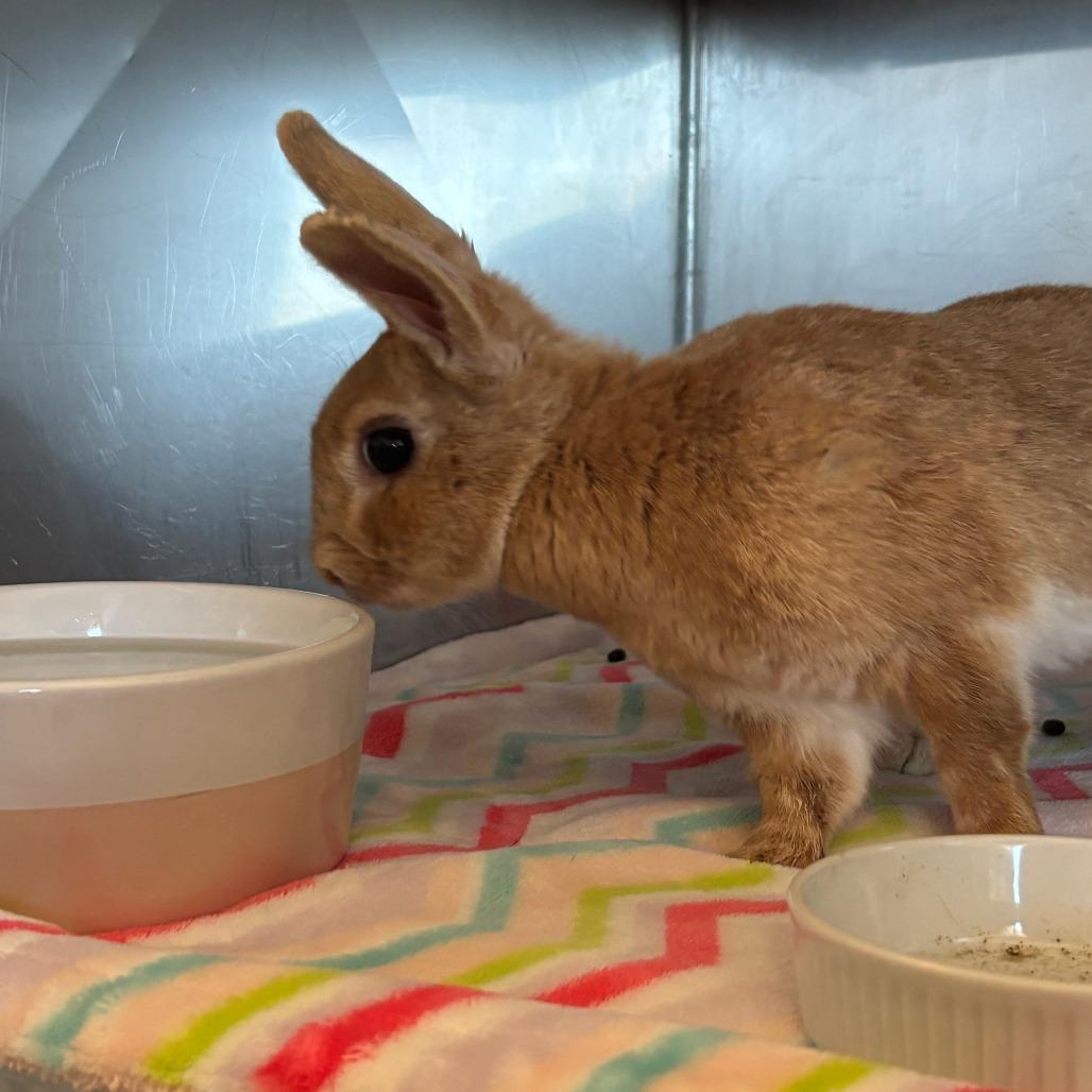 Felicity, a Adoptable Bunny Rabbit in Richmond, CA image 6/6