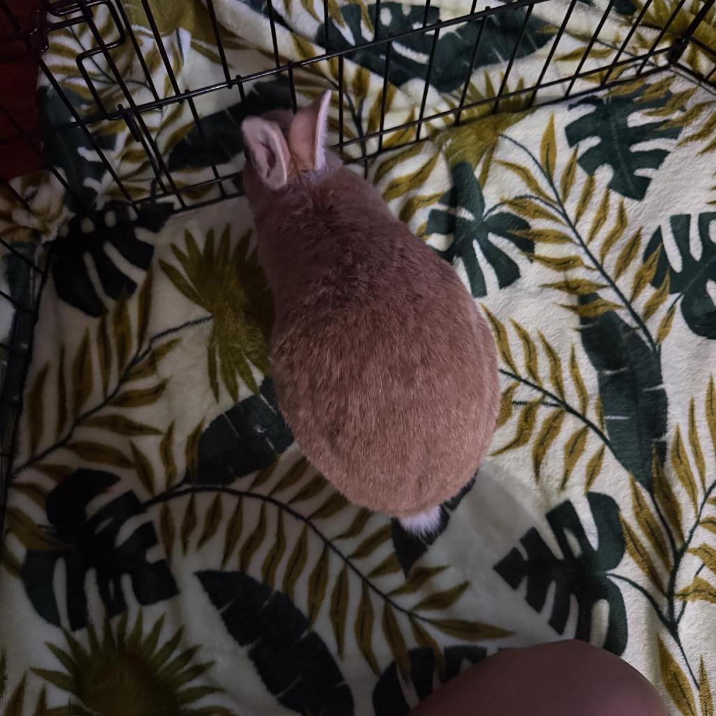 Enlarge Felicity, a Adoptable Bunny Rabbit in Richmond, CA image 6/6