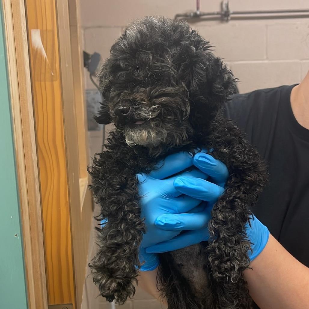 Shelly, Adoptable, Senior Female Poodle (Toy).