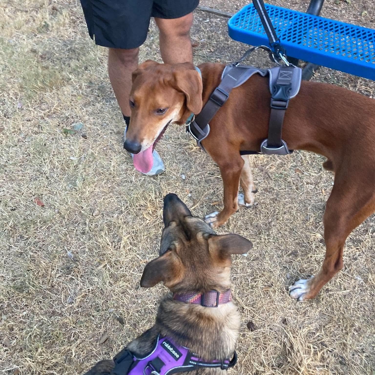 Enlarge Cooper, a Adoptable mixed breed in Lago Vista, TX image 5/5