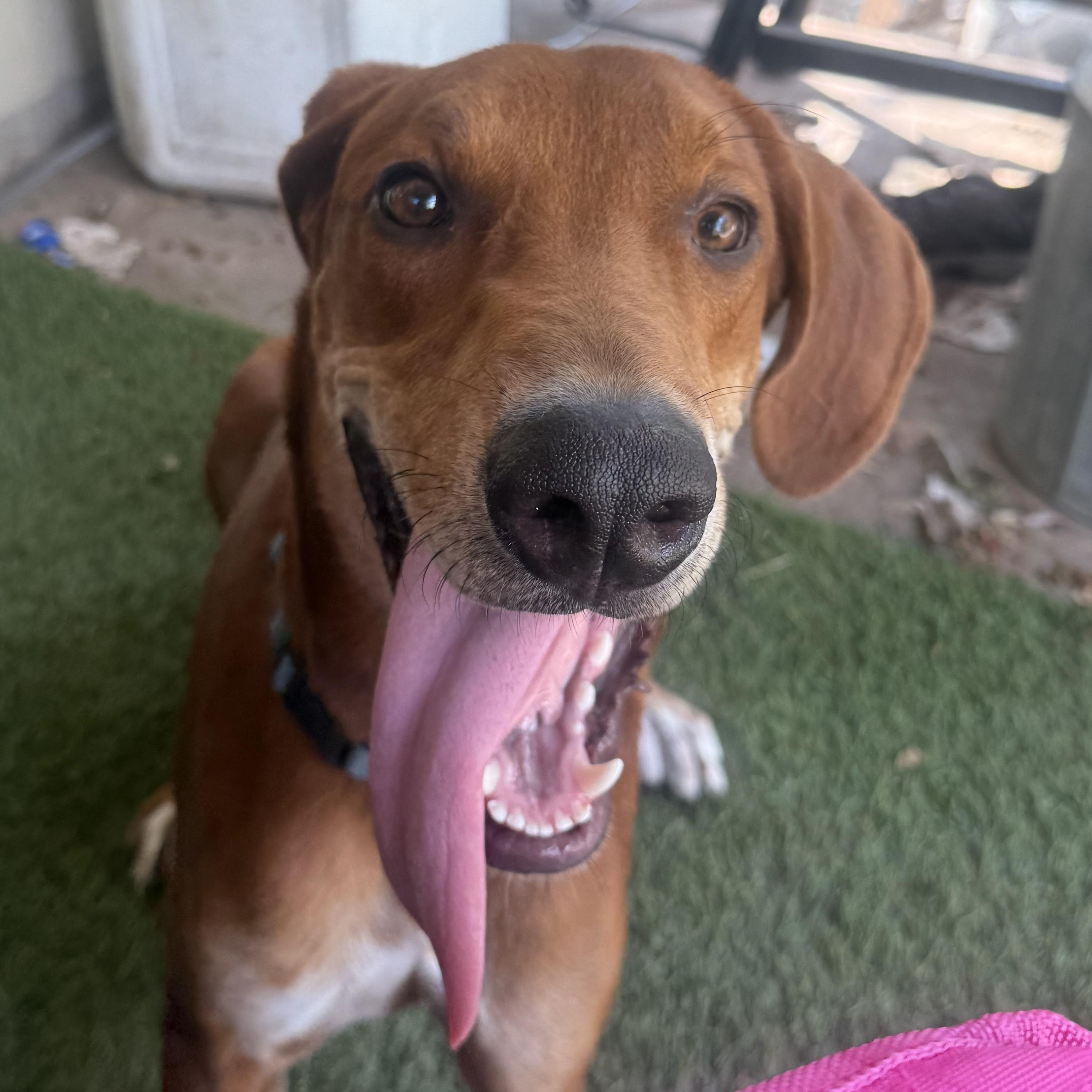 Cooper, Adoptable, Puppy Male Vizsla & Rhodesian Ridgeback.