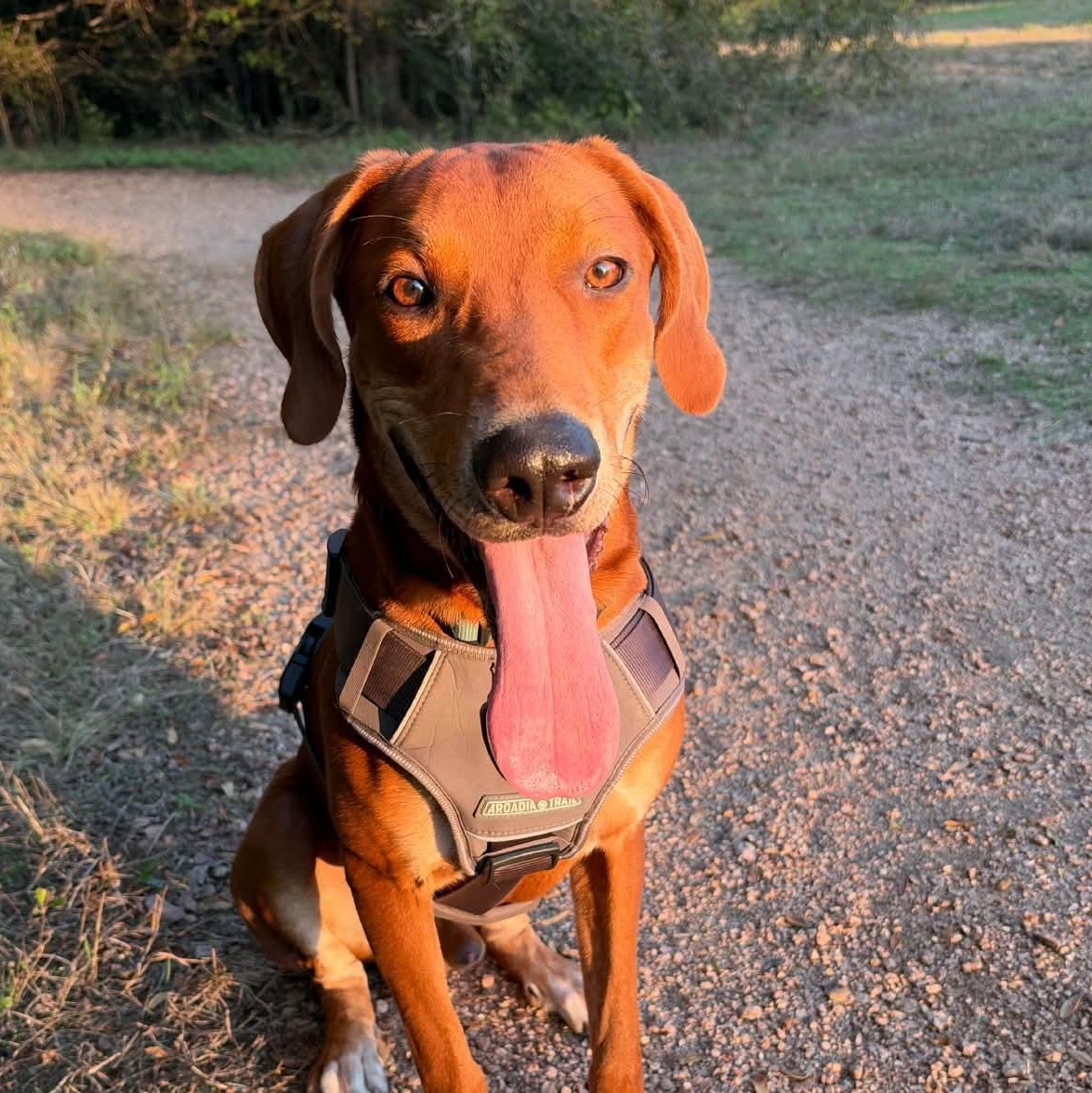 Enlarge Cooper, a Adoptable mixed breed in Lago Vista, TX image 3/5