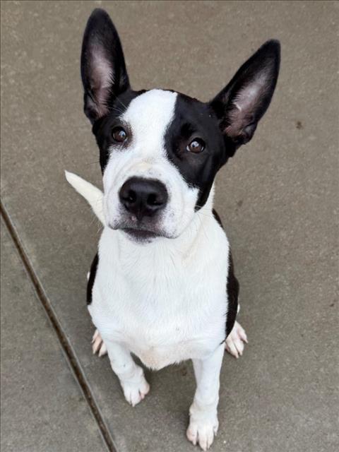 Enlarge IVAN, a Adoptable mixed breed in Tulsa, OK image 1/1