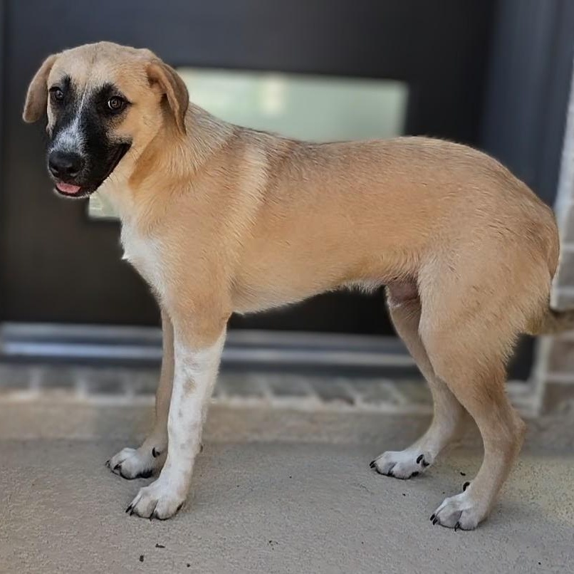 Enlarge Toby, a Adoptable mixed breed in Syracuse, NY image 2/4