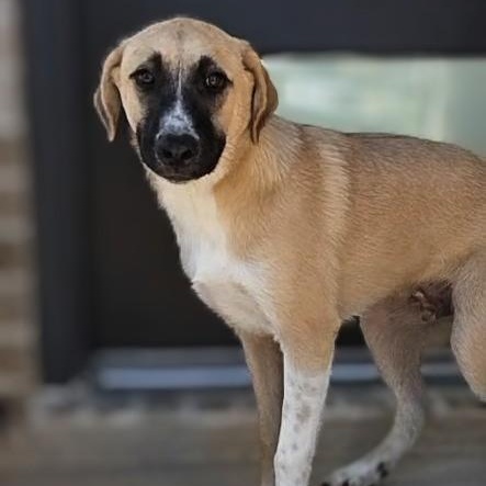 Enlarge Toby, a Adoptable mixed breed in Syracuse, NY image 4/4