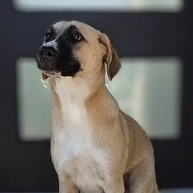 Enlarge Toby, a Adoptable mixed breed in Syracuse, NY image 3/4