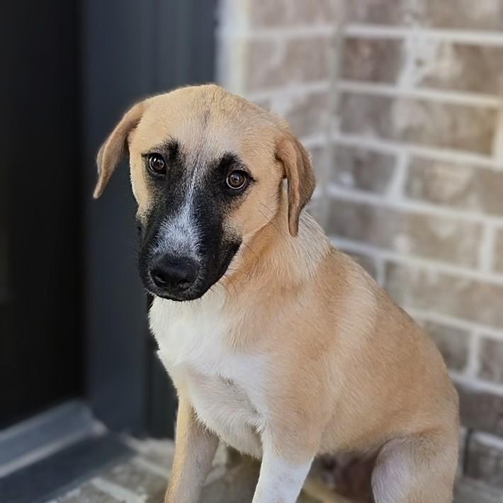 Enlarge Toby, a Adoptable mixed breed in Syracuse, NY image 1/4