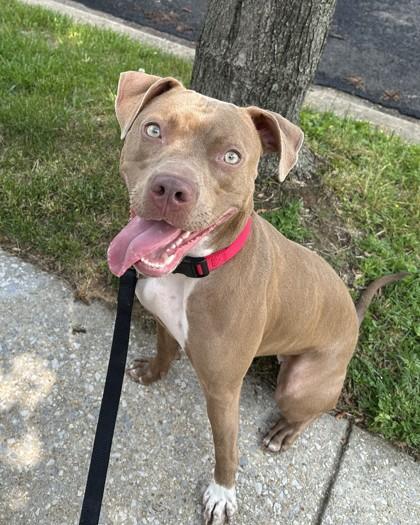 Enlarge Kaisen, a Adoptable mixed breed in Washington, DC image 2/3