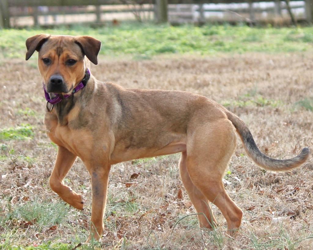 Enlarge Lainey, a Adoptable mixed breed in Princeton, MA image 2/5